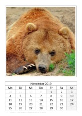 November_Kodiakbär_1.pdf